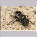 Oxybelus bipunctatus - Fliegenspiesswespe w20a 6mm - Sandgrube Niedringhaussee.jpg